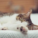 猫咪头条官网:探索猫咪世界的最新资讯与趣闻 4zpo60