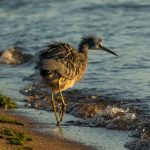 玉蒲团Ⅱ之玉女心经在线观看:探索禁忌之美的奇幻旅程 ef7ov9g51