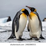 猫咪头条:探索猫咪世界的趣闻与养护秘籍 rqxmr43f