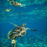 磁力帝最新版官网地址及使用指南详解 4q6icn