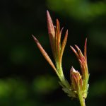 磁力狐链接:探索高效资源分享的全新方式与技巧 73fqn5ef8