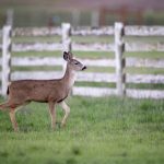 磁力搜索 漫画:探索最新热门漫画资源与下载技巧分享 ie88bj948g