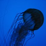 磁力宝 漫画:探索奇幻世界的冒险之旅与成长故事 ldnjnhth