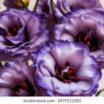 磁力搜索磁力链接种子:如何高效找到你想要的资源与下载链接 sf609